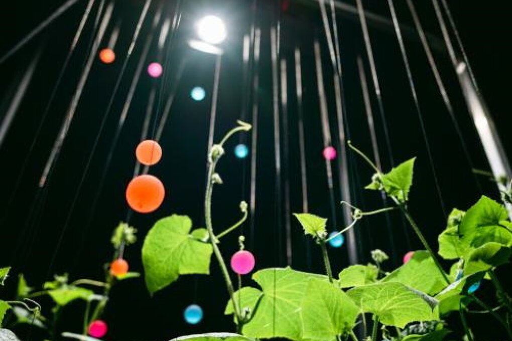 Špela Petrič: PL'AI